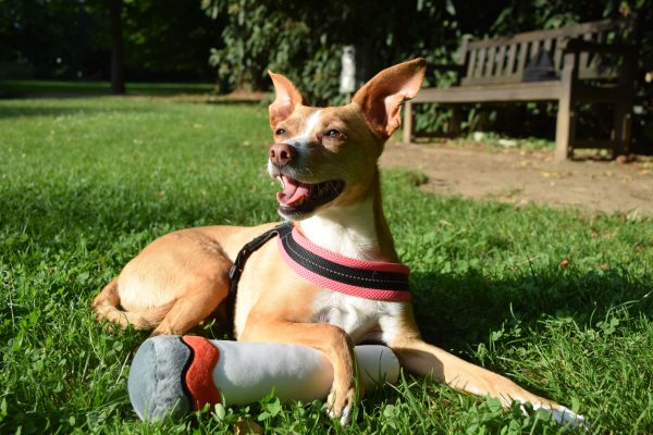 Kundels Joint Hundespielzeug – Bild 5
