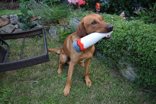 Kundels Joint Hundespielzeug – Bild 4
